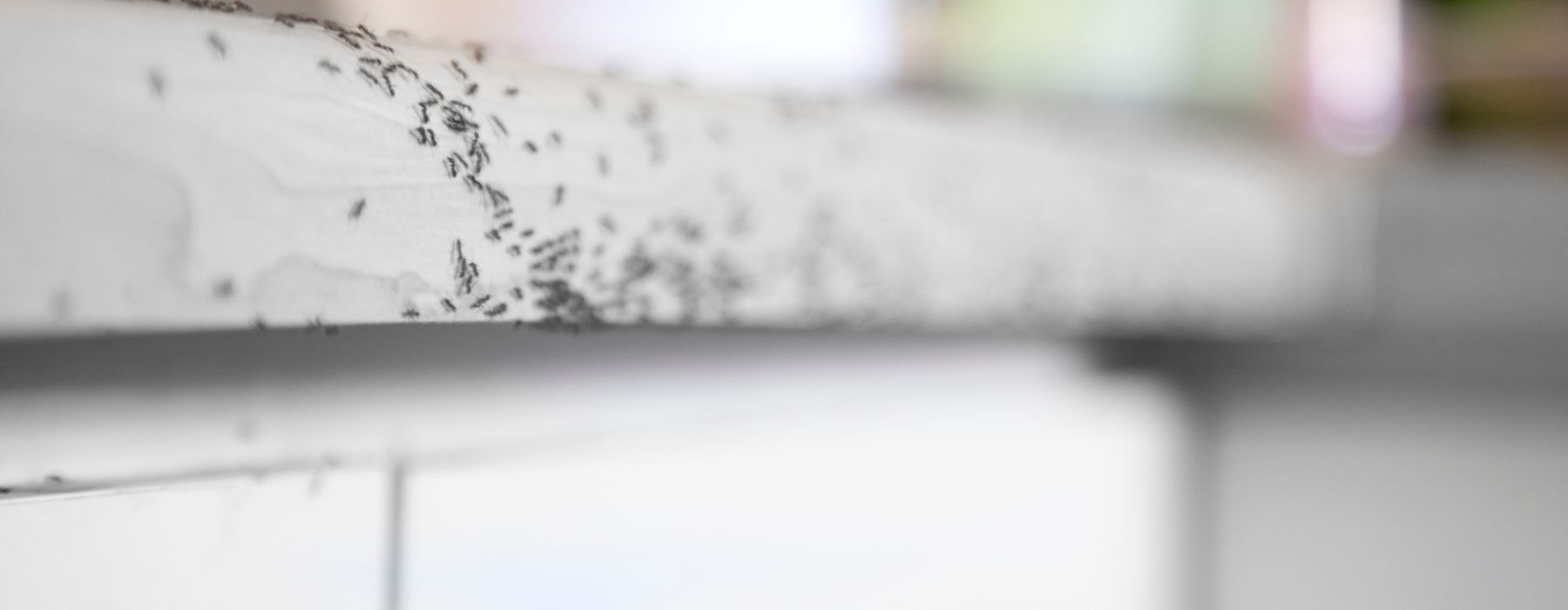 Fourmis dans la maison : Quelles solutions choisir